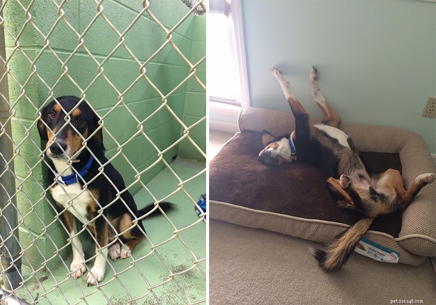 Gentle Family Dog Adopted – Meet Bambi, a Friendly Pit Bull/Labrador Mix