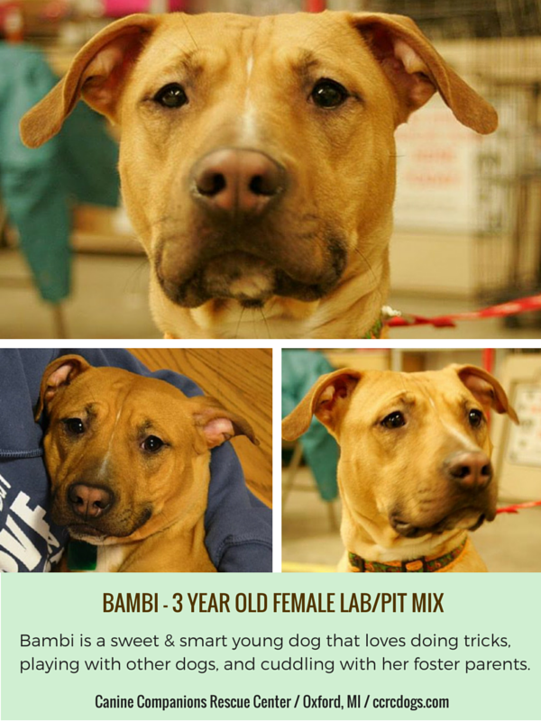 Gentle Family Dog Adopted – Meet Bambi, a Friendly Pit Bull/Labrador Mix