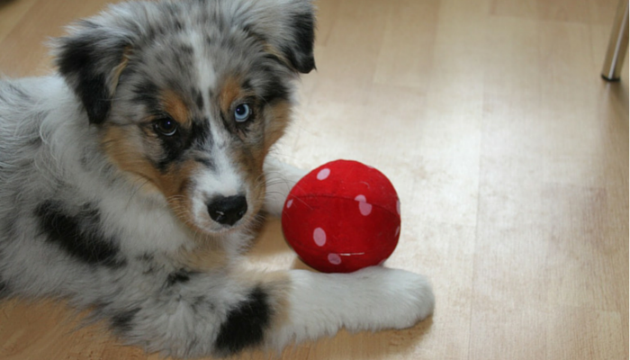 Train Your Dog to Catch: Proven Techniques for Quick Success