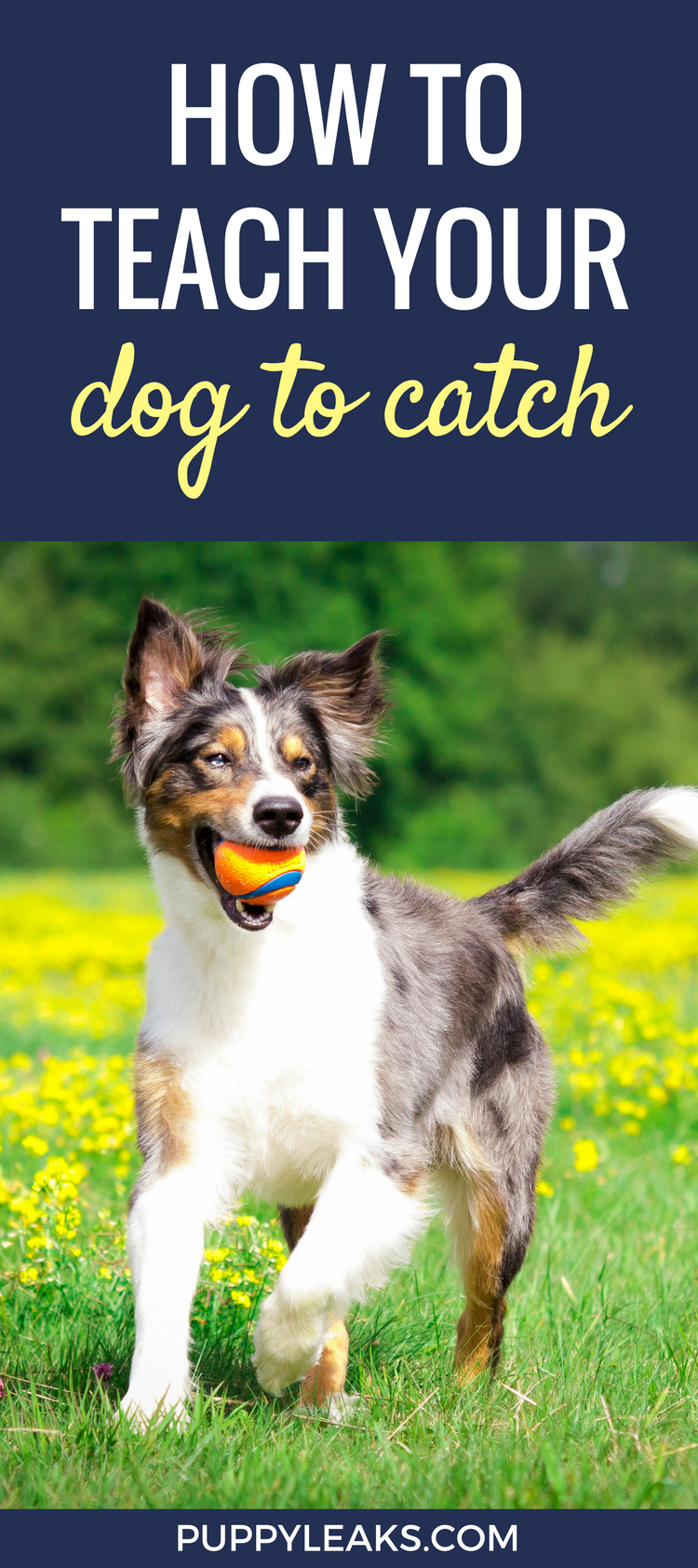 Train Your Dog to Catch: Proven Techniques for Quick Success
