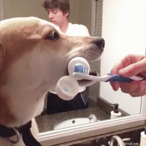 33 Proven Indoor Activities to Keep Your Dog Engaged and Happy