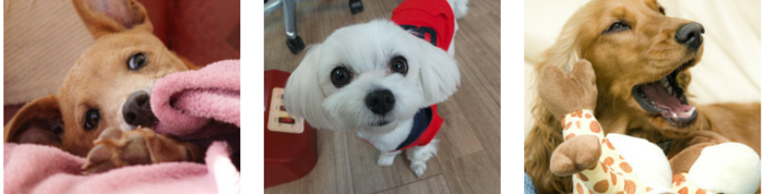 33 Proven Indoor Activities to Keep Your Dog Engaged and Happy