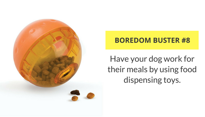 33 Proven Indoor Activities to Keep Your Dog Engaged and Happy