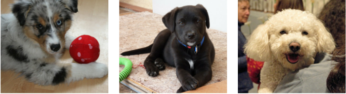 33 Proven Indoor Activities to Keep Your Dog Engaged and Happy