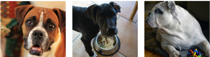 33 Proven Indoor Activities to Keep Your Dog Engaged and Happy