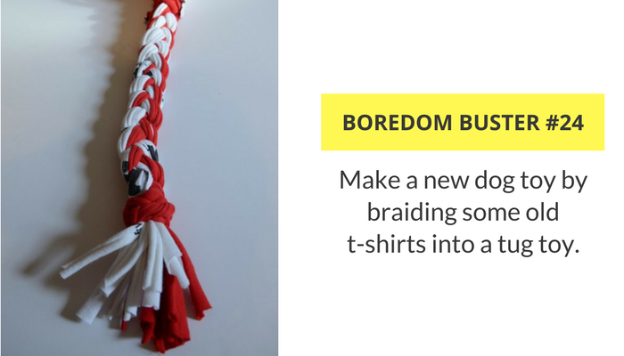 33 Proven Indoor Activities to Keep Your Dog Engaged and Happy