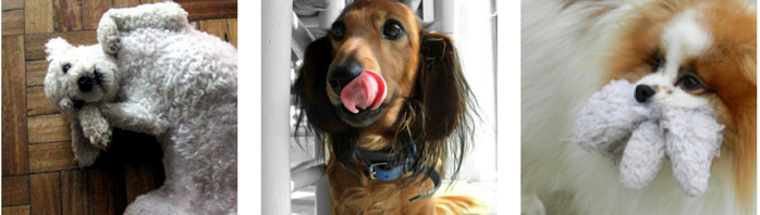 33 Proven Indoor Activities to Keep Your Dog Engaged and Happy