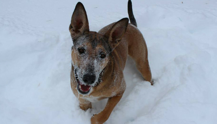 I Overlooked My Dog’s Arthritis Symptoms – Here’s What to Watch