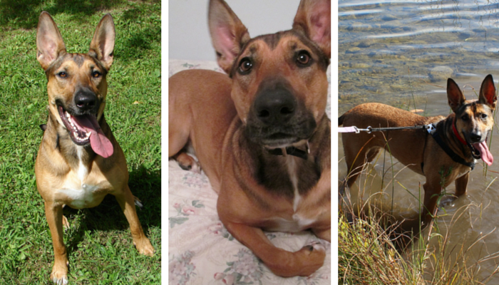 Join the 5th Annual Pet Blogger Challenge 2015 – Showcase, Inspire, and Connect with Fellow Pet Bloggers