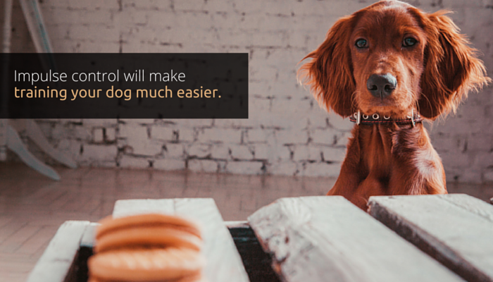 Boost Your Dog s Focus: 5 Proven Techniques for Better Impulse Control