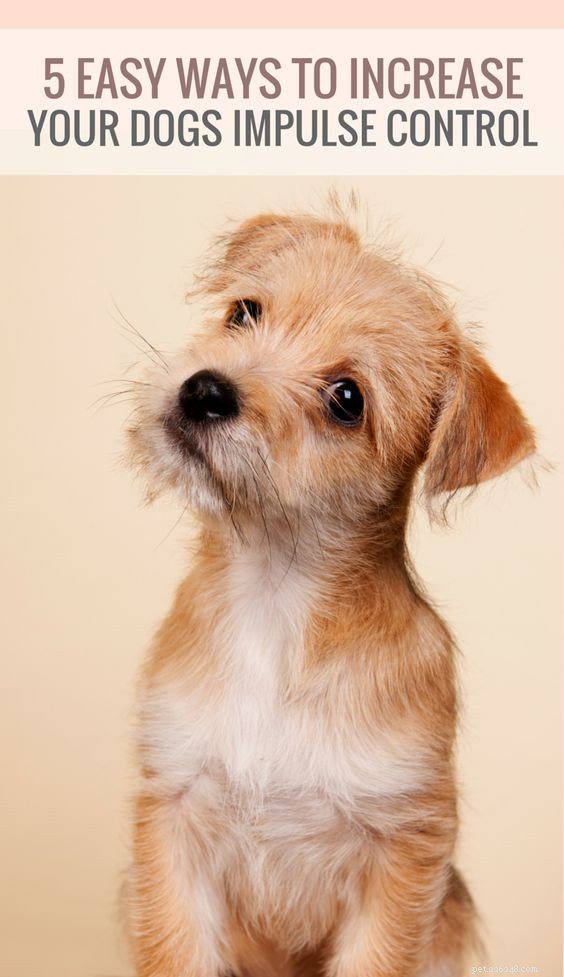 Boost Your Dog s Focus: 5 Proven Techniques for Better Impulse Control