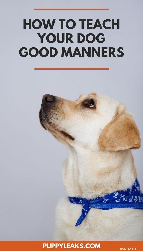 Boost Your Dog s Focus: 5 Proven Techniques for Better Impulse Control
