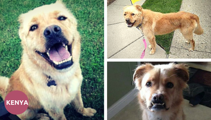 Meet Kenya: Detroit s Ideal Family Companion