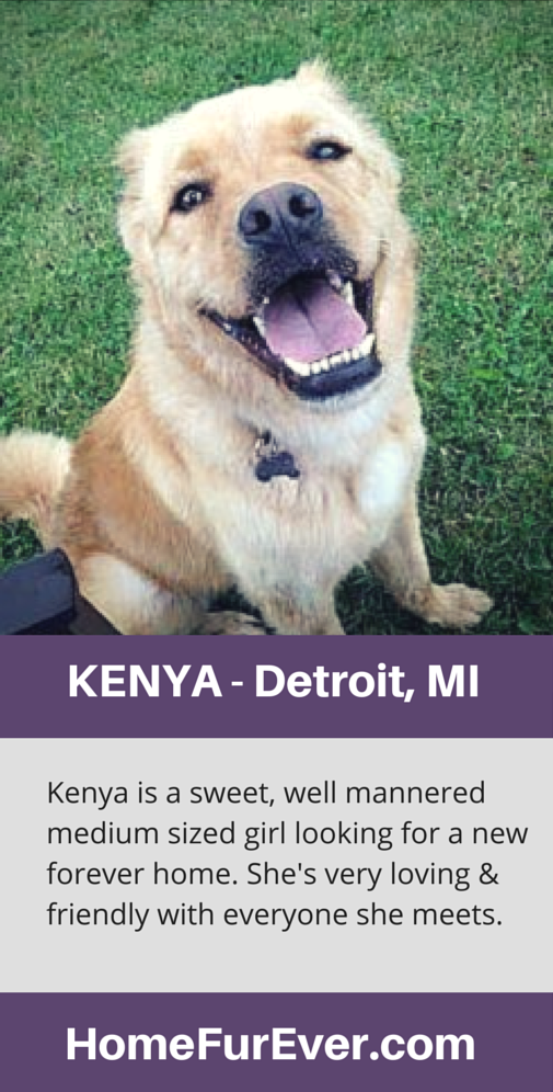Meet Kenya: Detroit s Ideal Family Companion