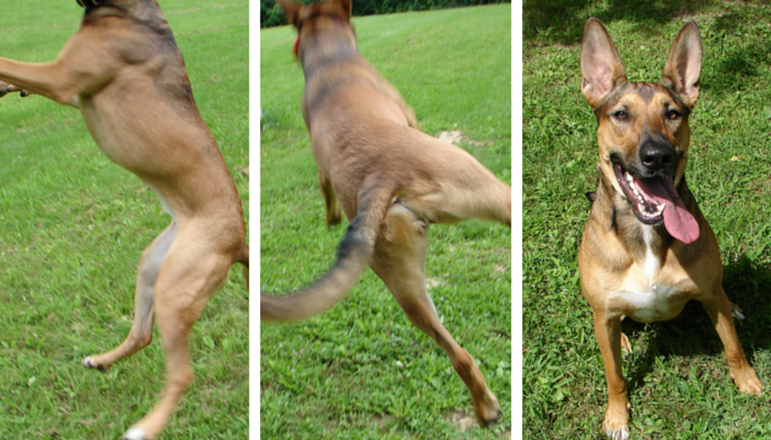 Managing Arthritis in Dogs: Keeping Your Pet Active and Happy