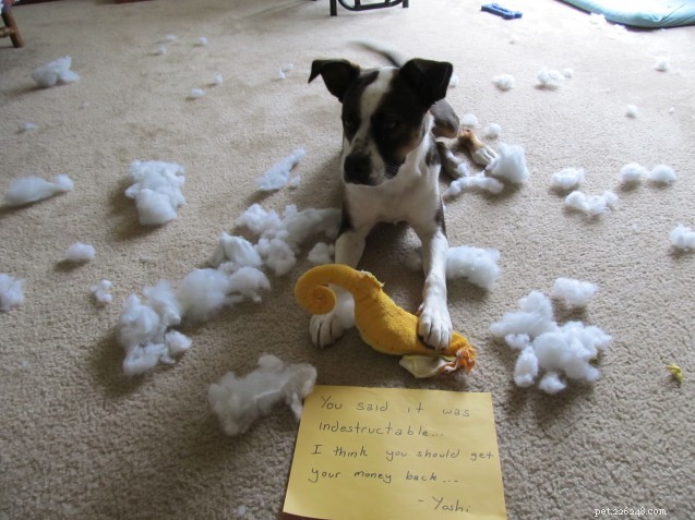 Extend the Life of Your Dog’s Toys: Proven Tips for Hard‑Chewing Pups