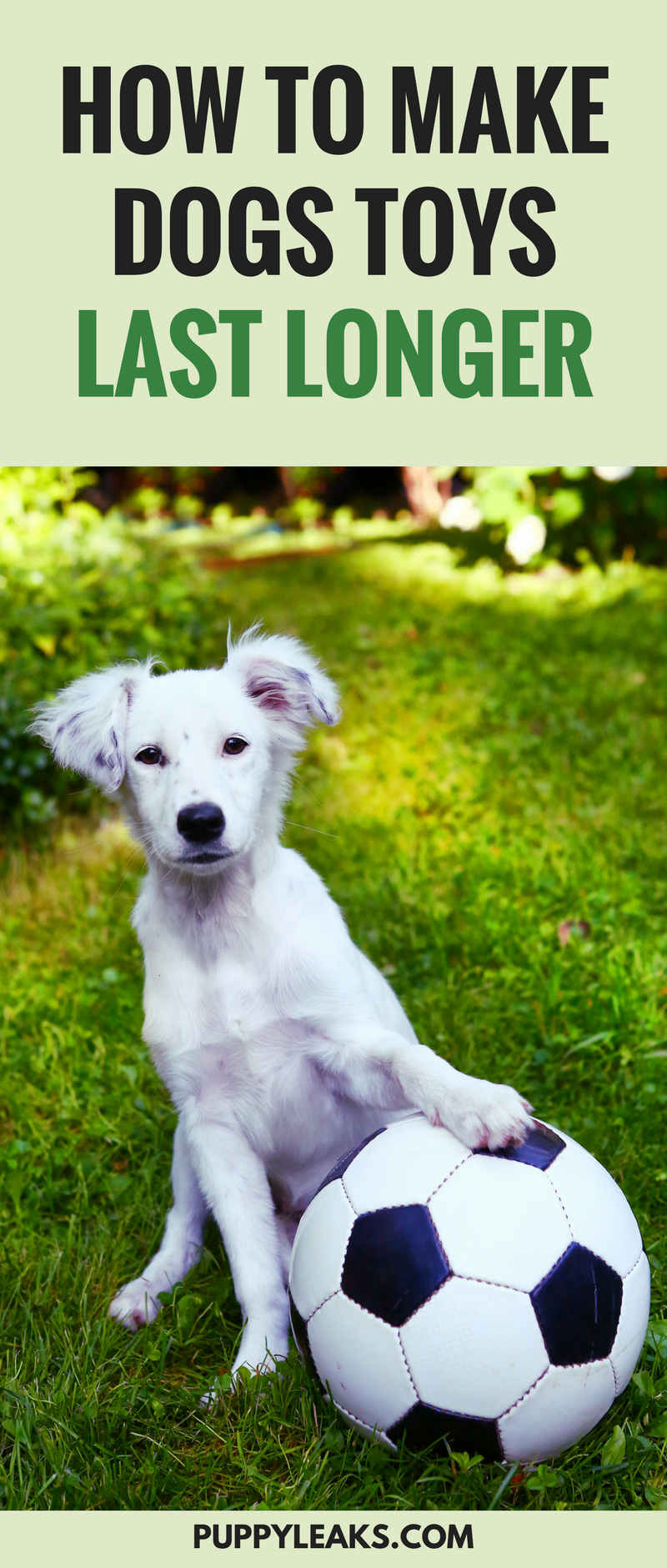 Extend the Life of Your Dog’s Toys: Proven Tips for Hard‑Chewing Pups