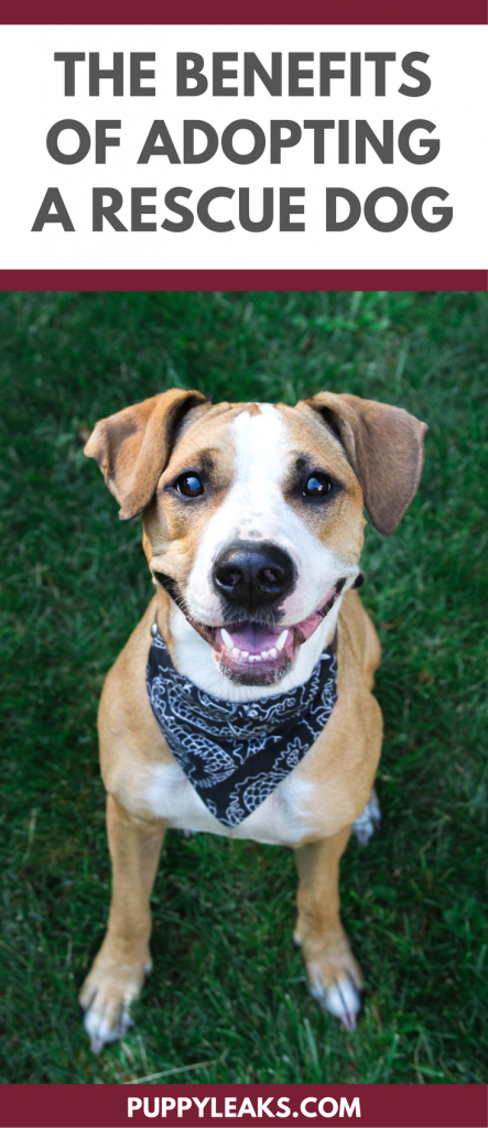 10 Proven Benefits of Choosing a Rescue Dog
