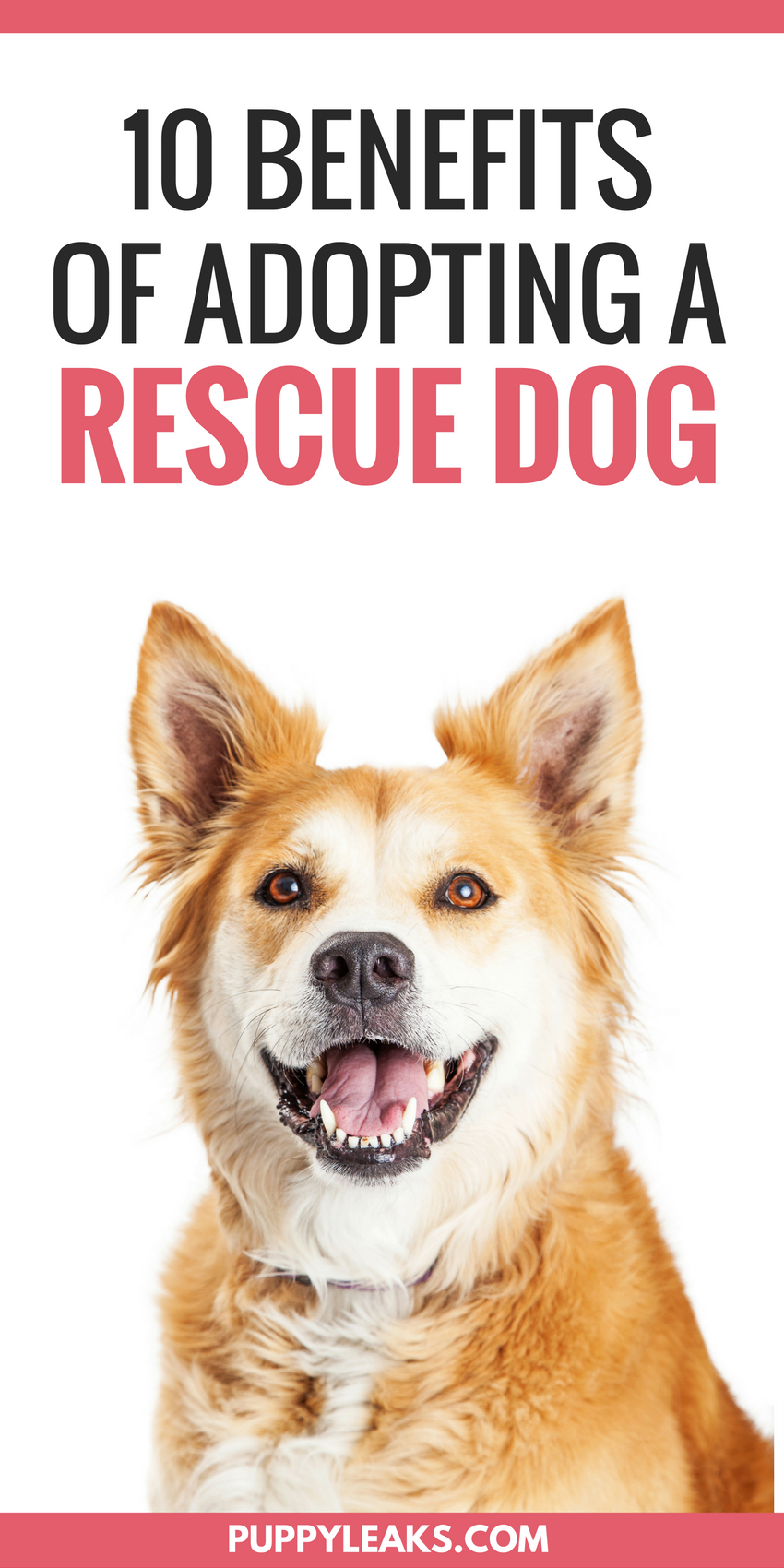 10 Proven Benefits of Choosing a Rescue Dog
