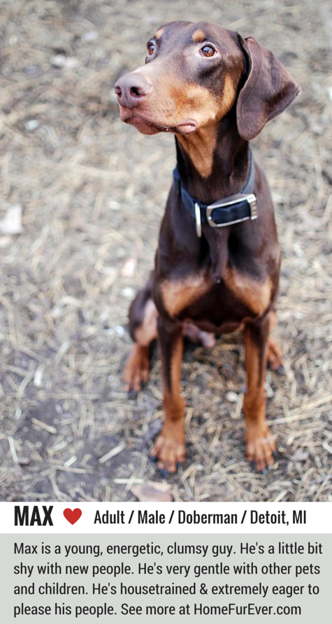 Max, a Gentle Doberman, Finds a Loving Home – Success Story