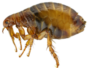 Quick Guide to Spotting and Removing Fleas from Your Dog at Home