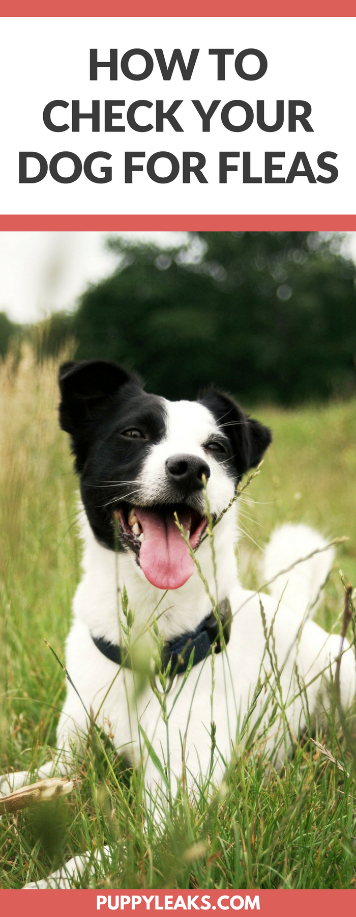 Quick Guide to Spotting and Removing Fleas from Your Dog at Home
