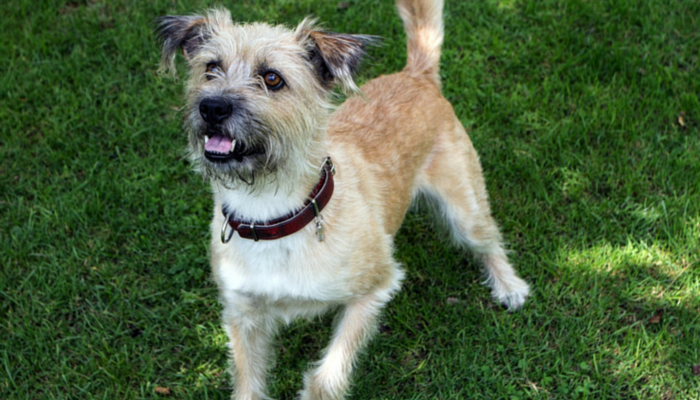 Can Your Dog Detect When You re Lying? New Research Reveals Surprising Truths