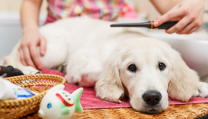The Essential Guide to Shaving Your Dog: Tips, Risks, and Recovery