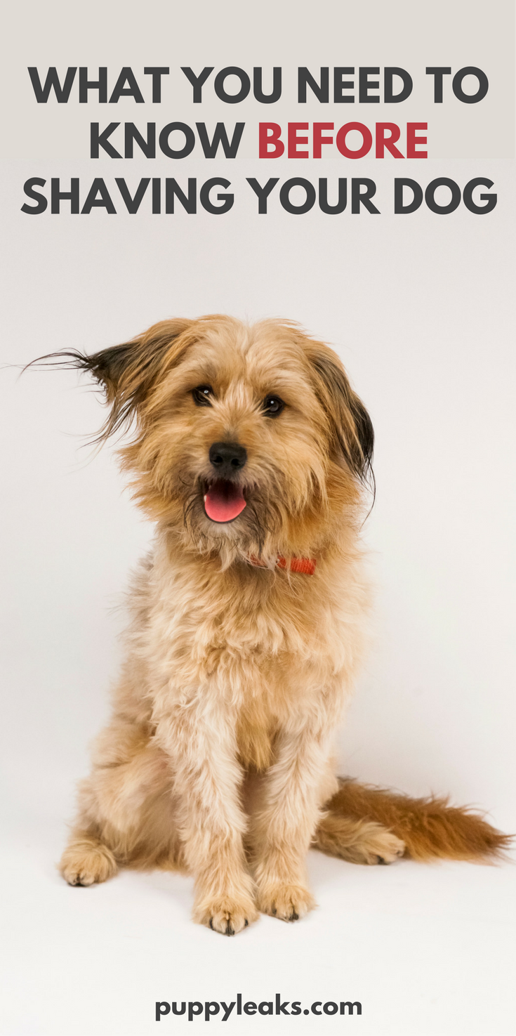 The Essential Guide to Shaving Your Dog: Tips, Risks, and Recovery