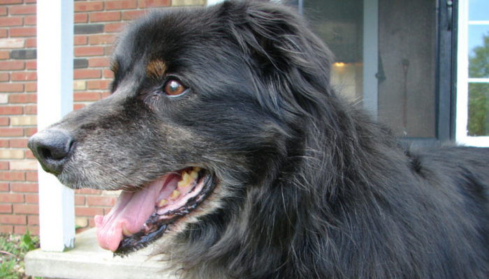 The Essential Guide to Shaving Your Dog: Tips, Risks, and Recovery