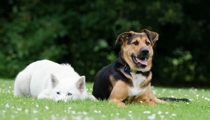 The Essential Guide to Shaving Your Dog: Tips, Risks, and Recovery