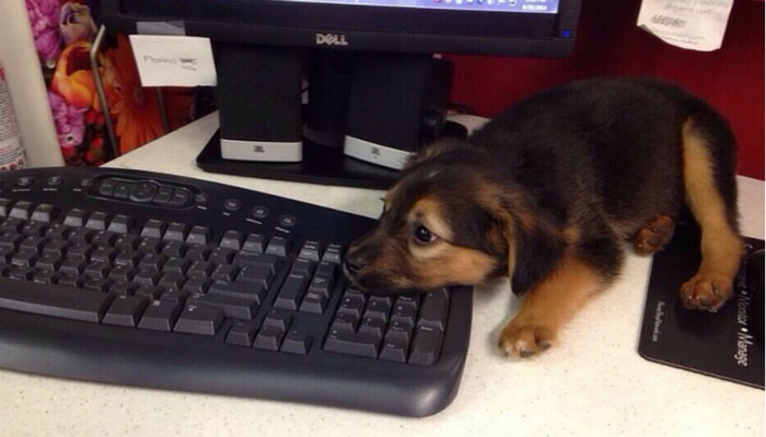 Dog Care Insights: Top Articles of the Week – Roundup #5