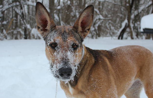 Olive Oil: A Natural Remedy for Your Dog’s Dry Skin