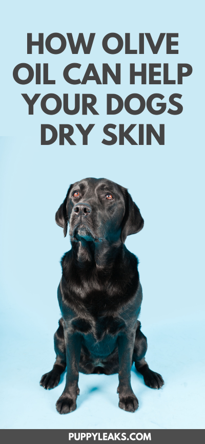 Olive Oil: A Natural Remedy for Your Dog’s Dry Skin