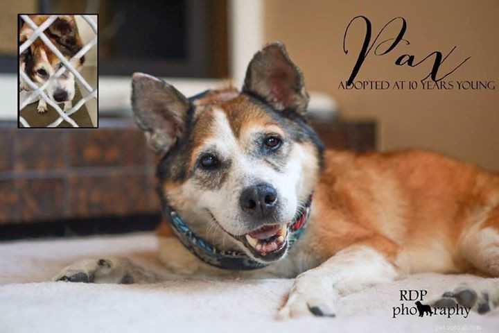 Roundup #4: The Week’s Best Dog Articles