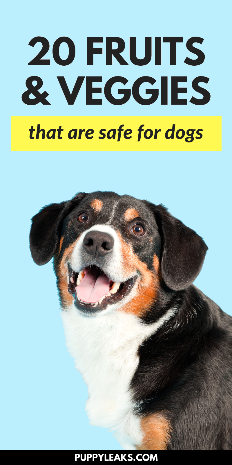 20 Safe, Nutritious Fruits & Veggies Your Dog Can Enjoy