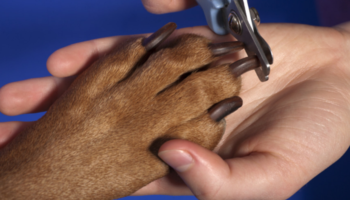 5 Proven Ways to Stop Your Dog s Nail from Bleeding Quickly