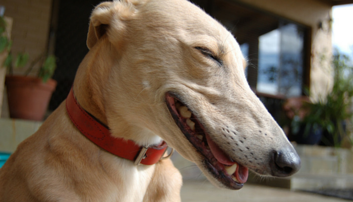 Why Greyhounds Are the Perfect Low-Maintenance Companion: 18 Compelling Reasons