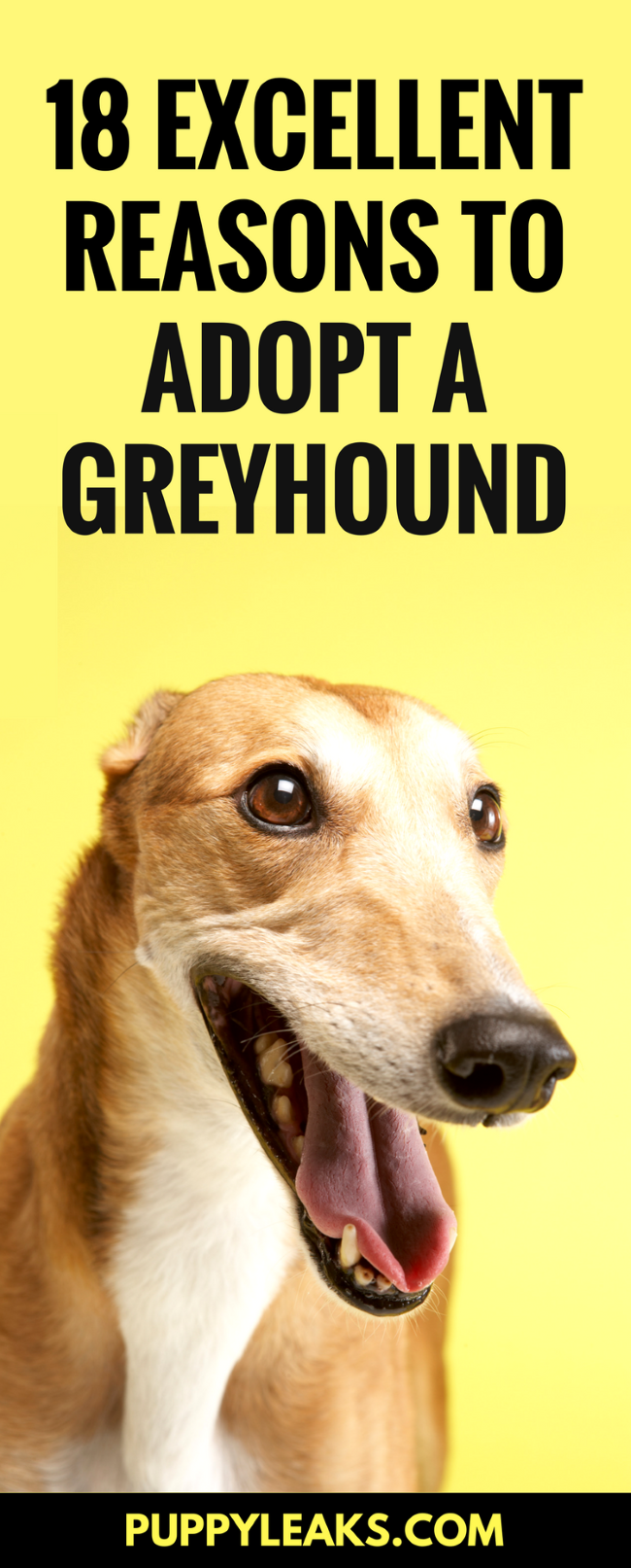 Why Greyhounds Are the Perfect Low-Maintenance Companion: 18 Compelling Reasons