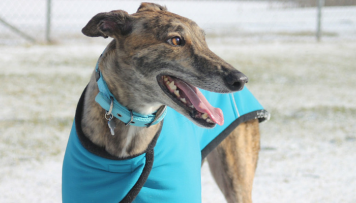 Why Greyhounds Are the Perfect Low-Maintenance Companion: 18 Compelling Reasons