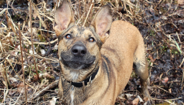 Dog Lovers  Weekly Roundup #9: Top Canine Stories of the Week
