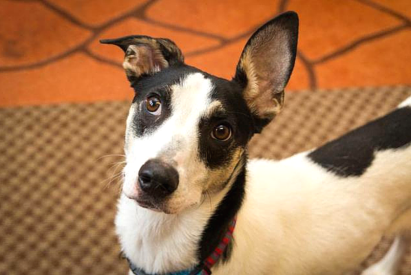 Meet Lily: A Gentle Hound Mix Seeking a Loving Forever Home