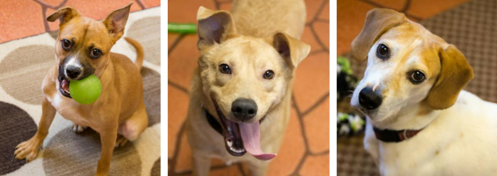 Meet Lily: A Gentle Hound Mix Seeking a Loving Forever Home