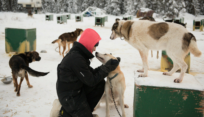 Weekly Dog Story Highlights: Inspiring Tales from Shelters, Savings, and Police Partnerships