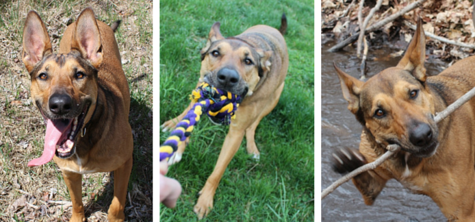 Essential Guide for Dog Sitters: 10 Key Facts About My Dog Laika