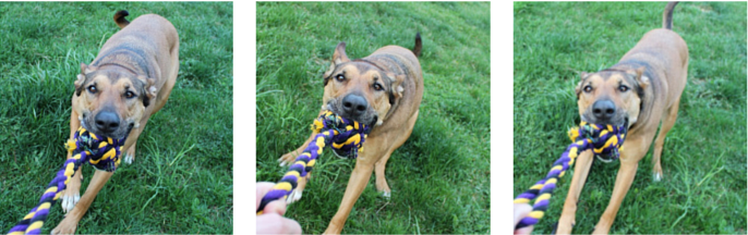 Tug-Play: The Most Effective Training Reward for Dogs