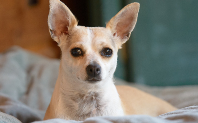 Behind Every Pet Store Puppy: The Real Story of Its Mother