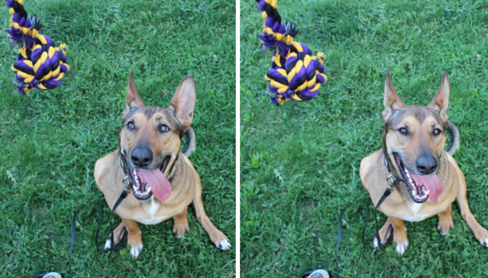 Tug-Play: The Most Effective Training Reward for Dogs