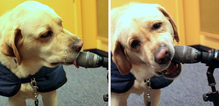 Weekly Dog Digest #12: Handpicked Articles You’ll Love