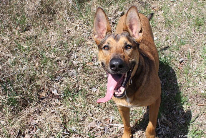 Weekly Dog Digest #12: Handpicked Articles You’ll Love